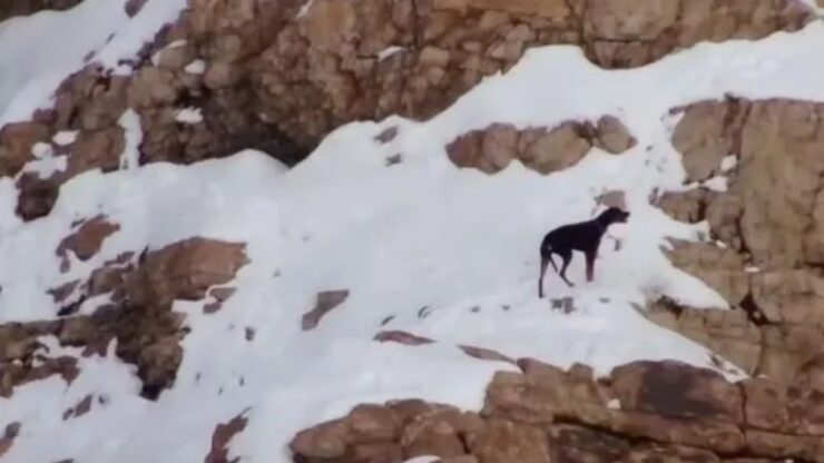Cane ritrovato il giorno di Natale, dopo essersi perso in montagna