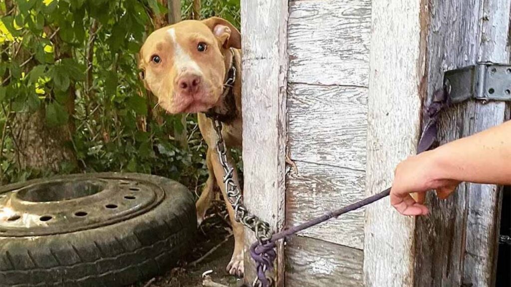 Cane salvato da soccorritrice 