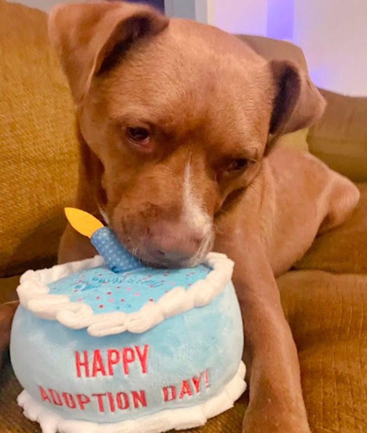 Cane con la torta