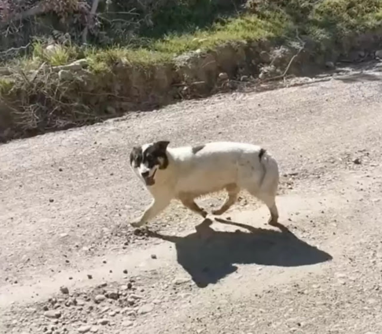 Cucciolo di pastore guida il suo gregge