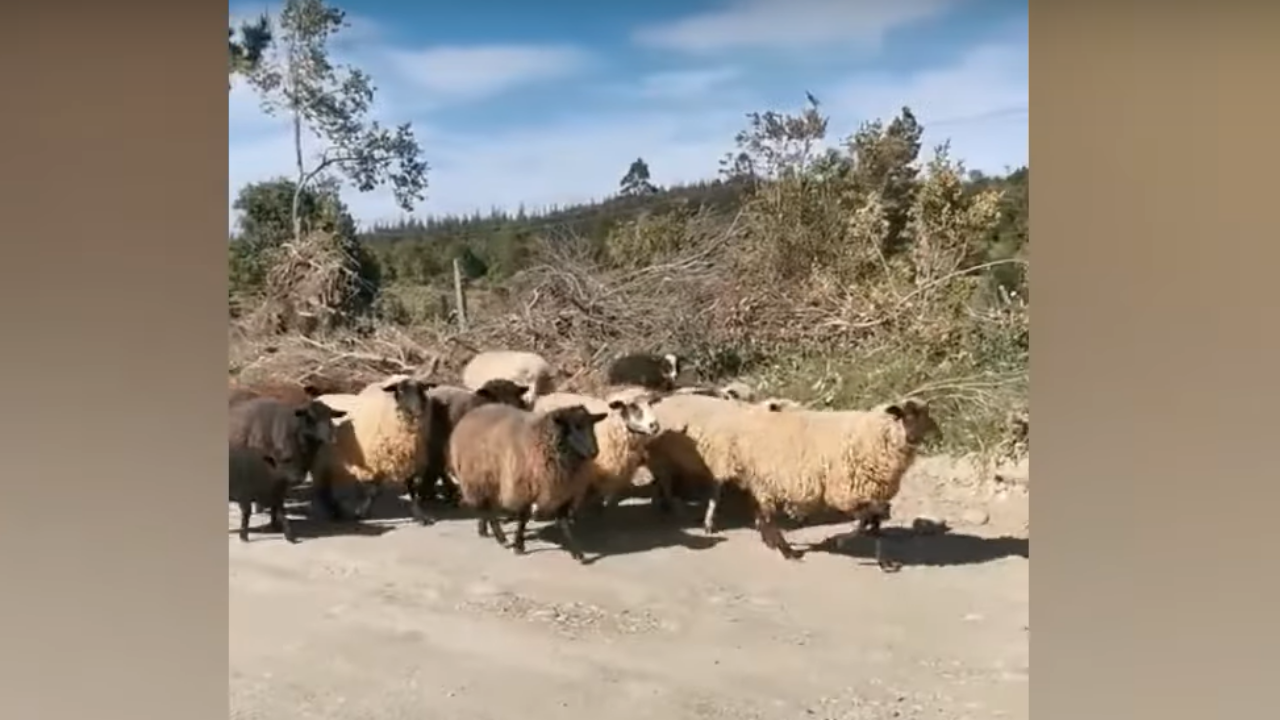Cucciolo di pastore guida il suo gregge