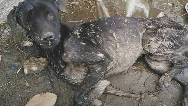 Cucciolo trovato da una donna, era cieco