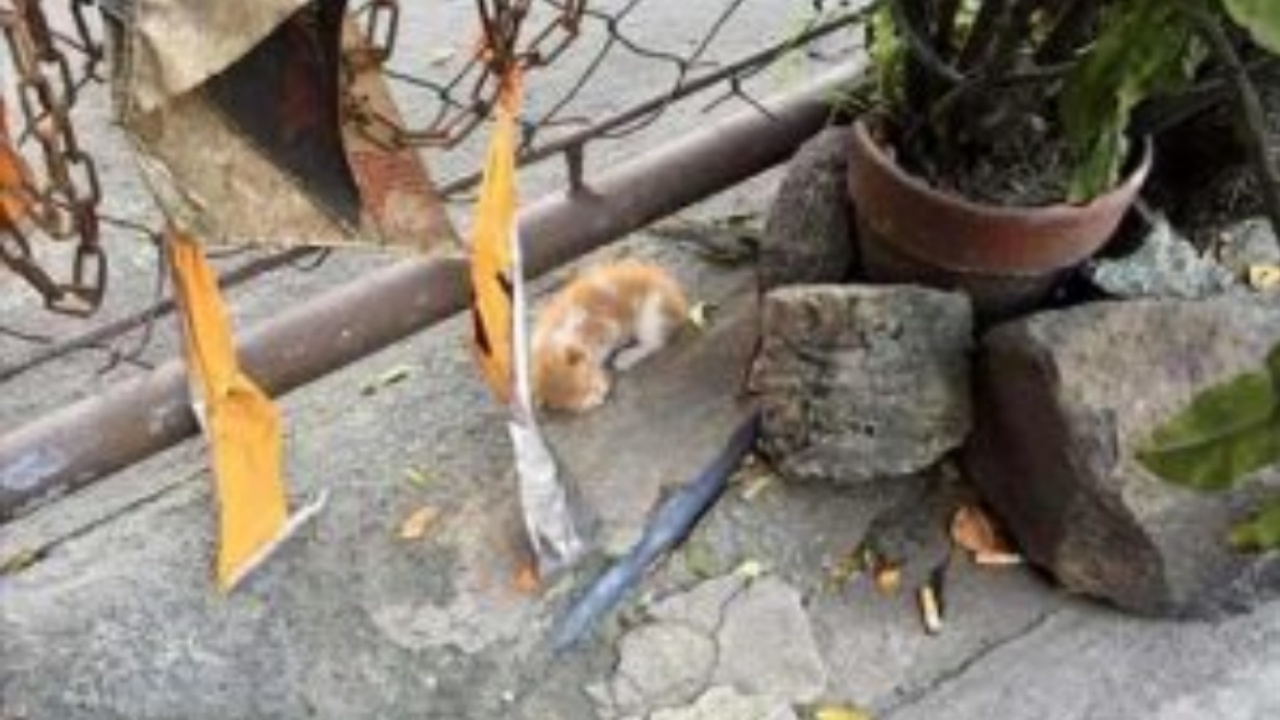 Due cittadini hanno salvato un gattino dalla strada