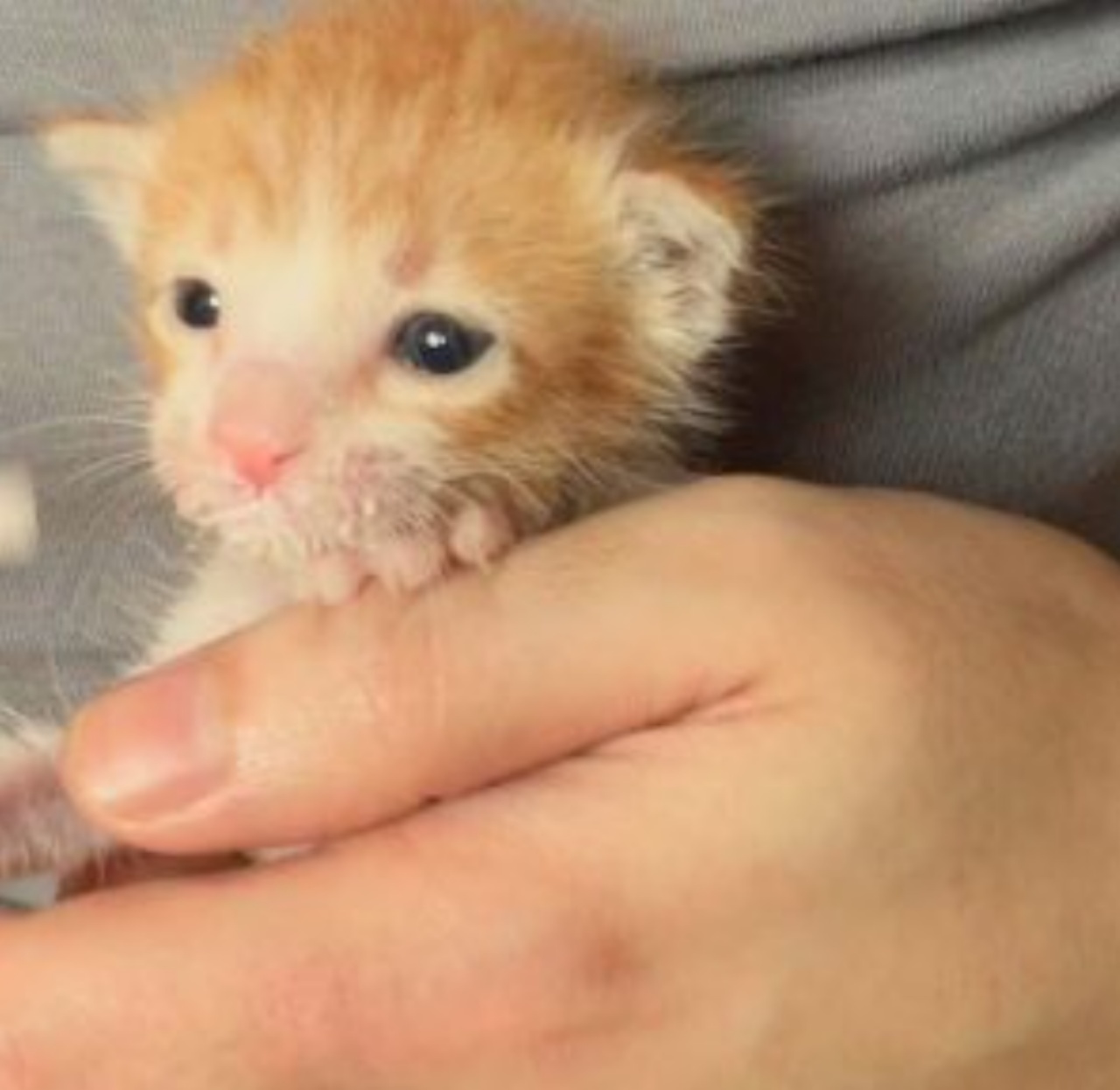 Due cittadini hanno salvato un gattino dalla strada