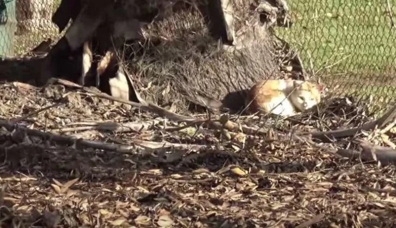 Due gatti con ferite alle zampe, una vita felice insieme