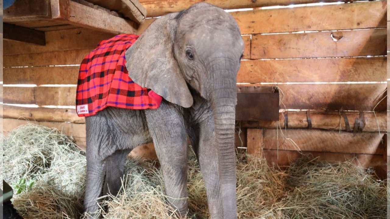 Cucciola d'elefante salvata dai soccorritori si rifiuta di dormire
