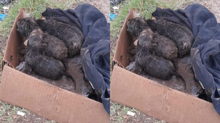 Eroe locale salva cuccioli