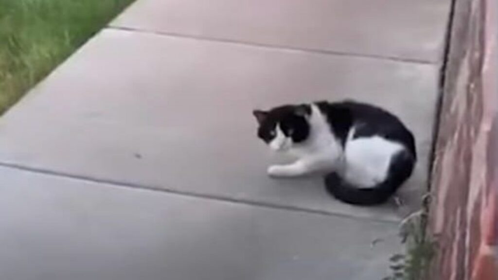 Gatto abbandonato va a stare dai vicini