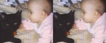 Gattina entra nella culla della sua padroncina neonata