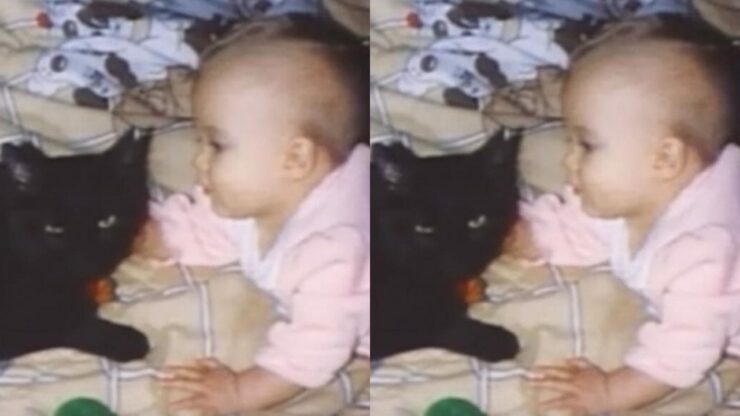 Gattina entra nella culla della sua padroncina neonata