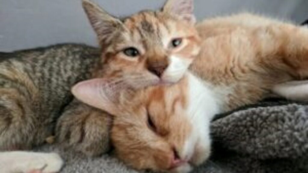 Gattini salvati insieme dopo essersi affidati l'uno all'altro