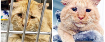 Gatto randagio con espressione triste