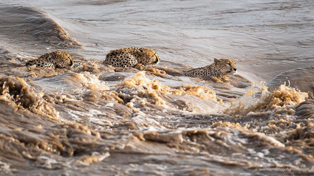 Ghepardi attraversano fiume