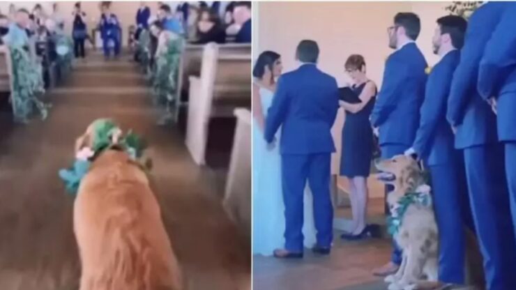 Golden retriver partecipa al matrimonio dei suoi due proprietari