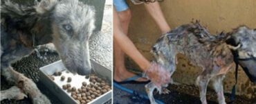 Husky senza pelo salvato