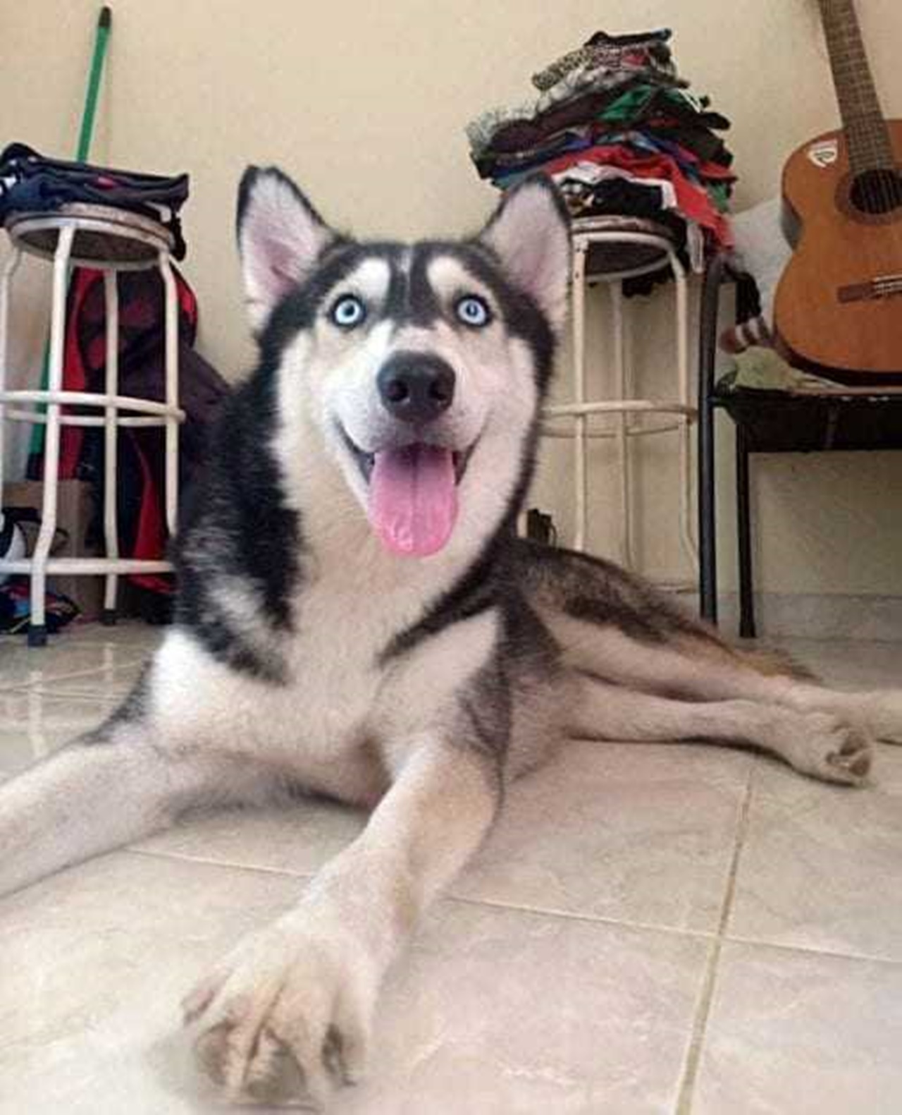 Husky senza pelo felice