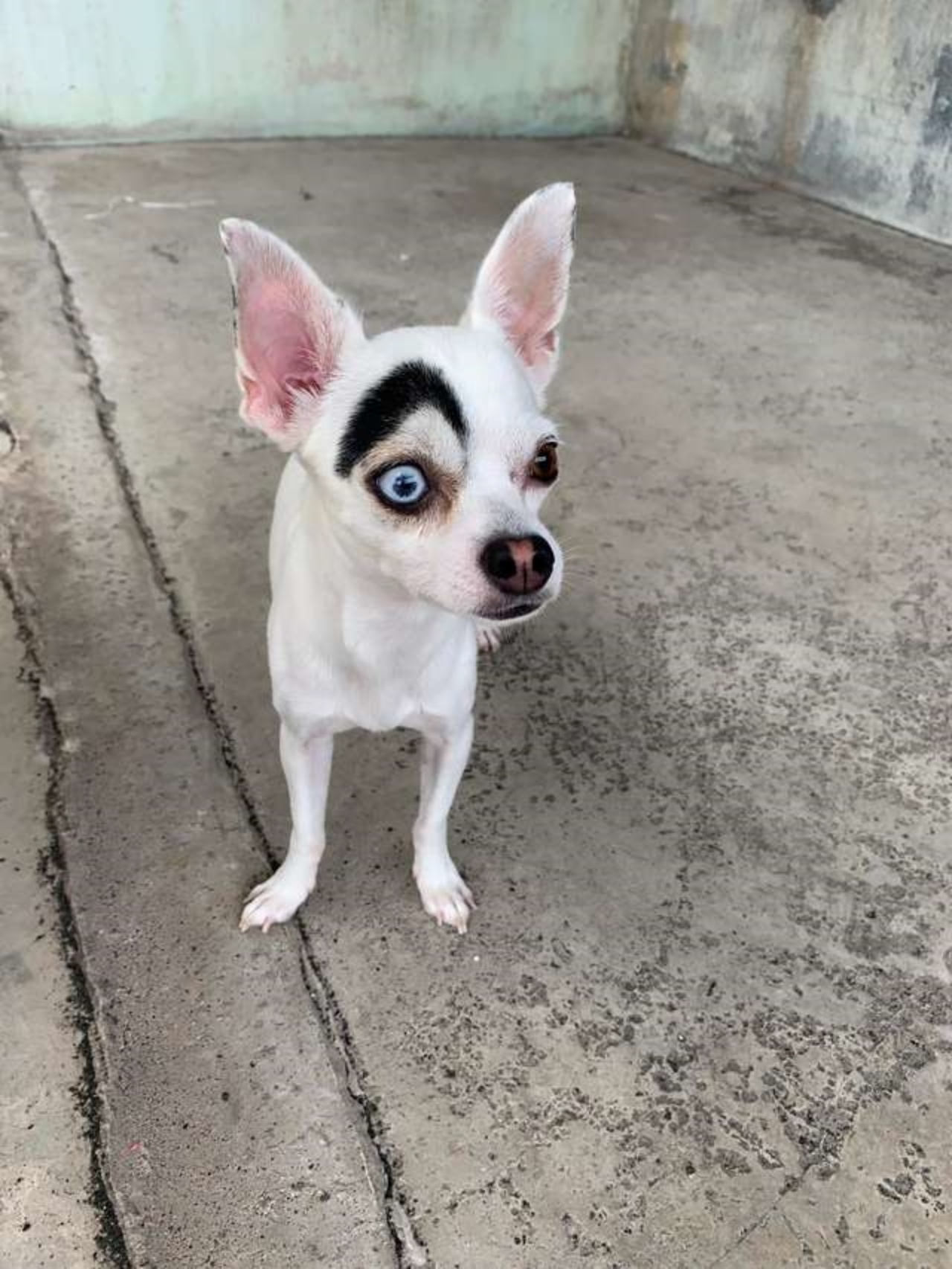 Il cane dallo strano viso diventa famoso