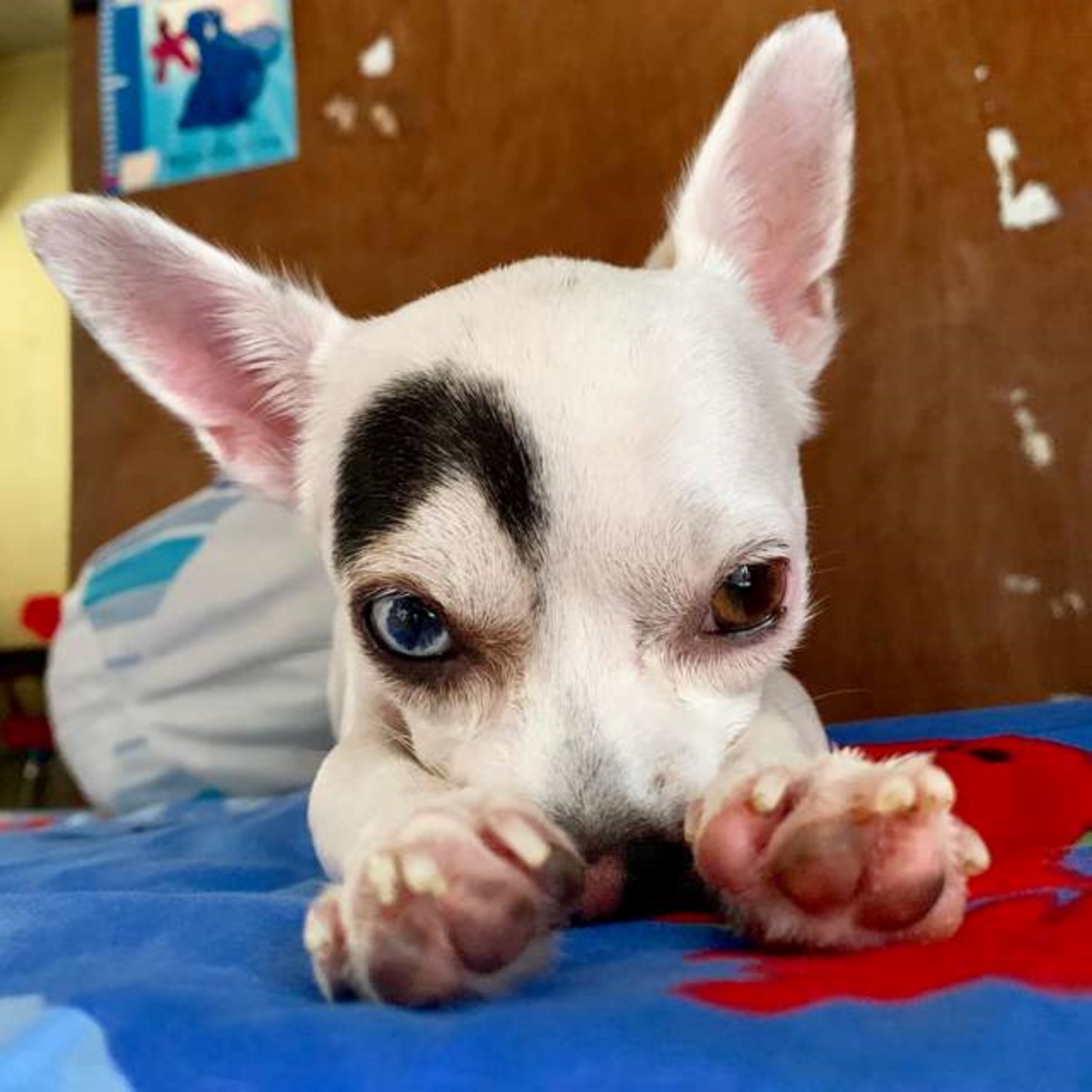 Il cane dallo strano viso diventa famoso