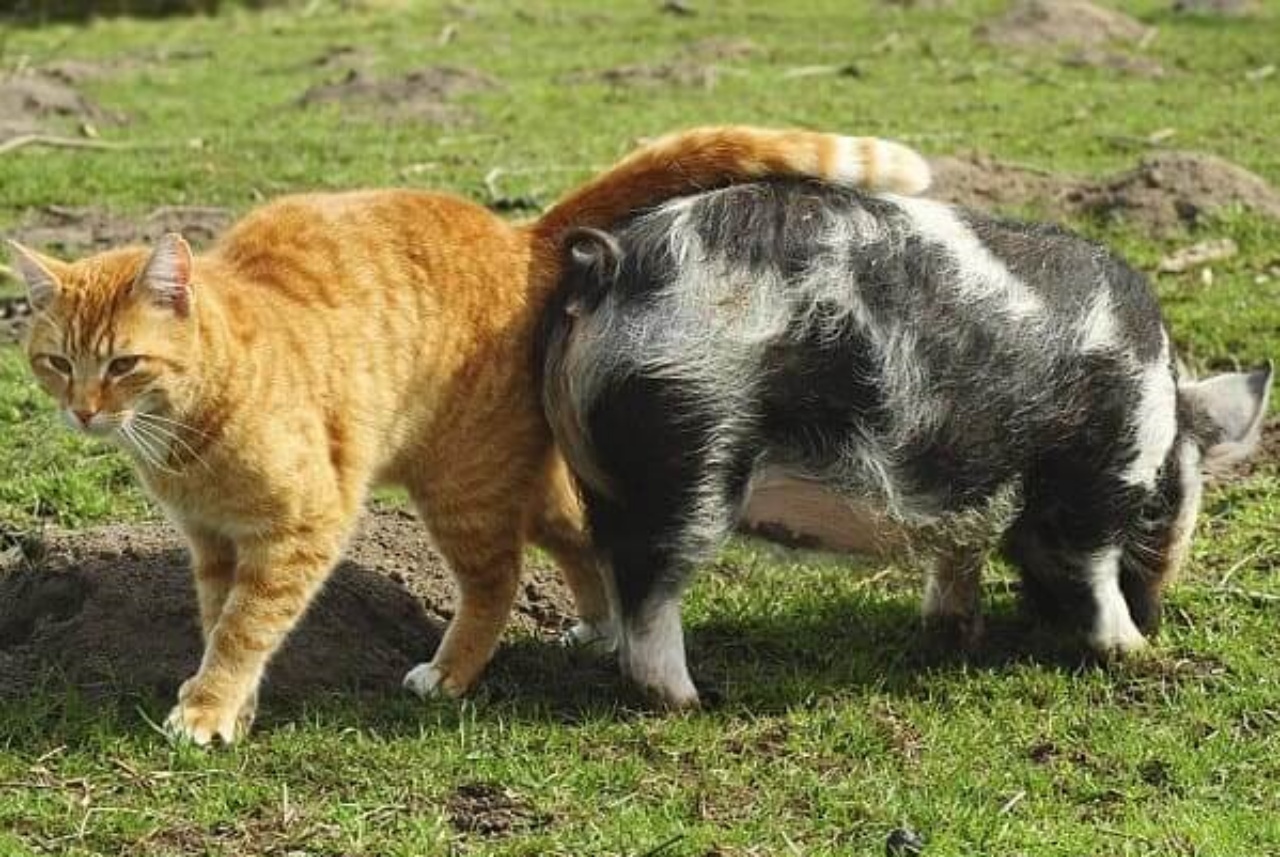Il gatto Ernest gioca con i maialini