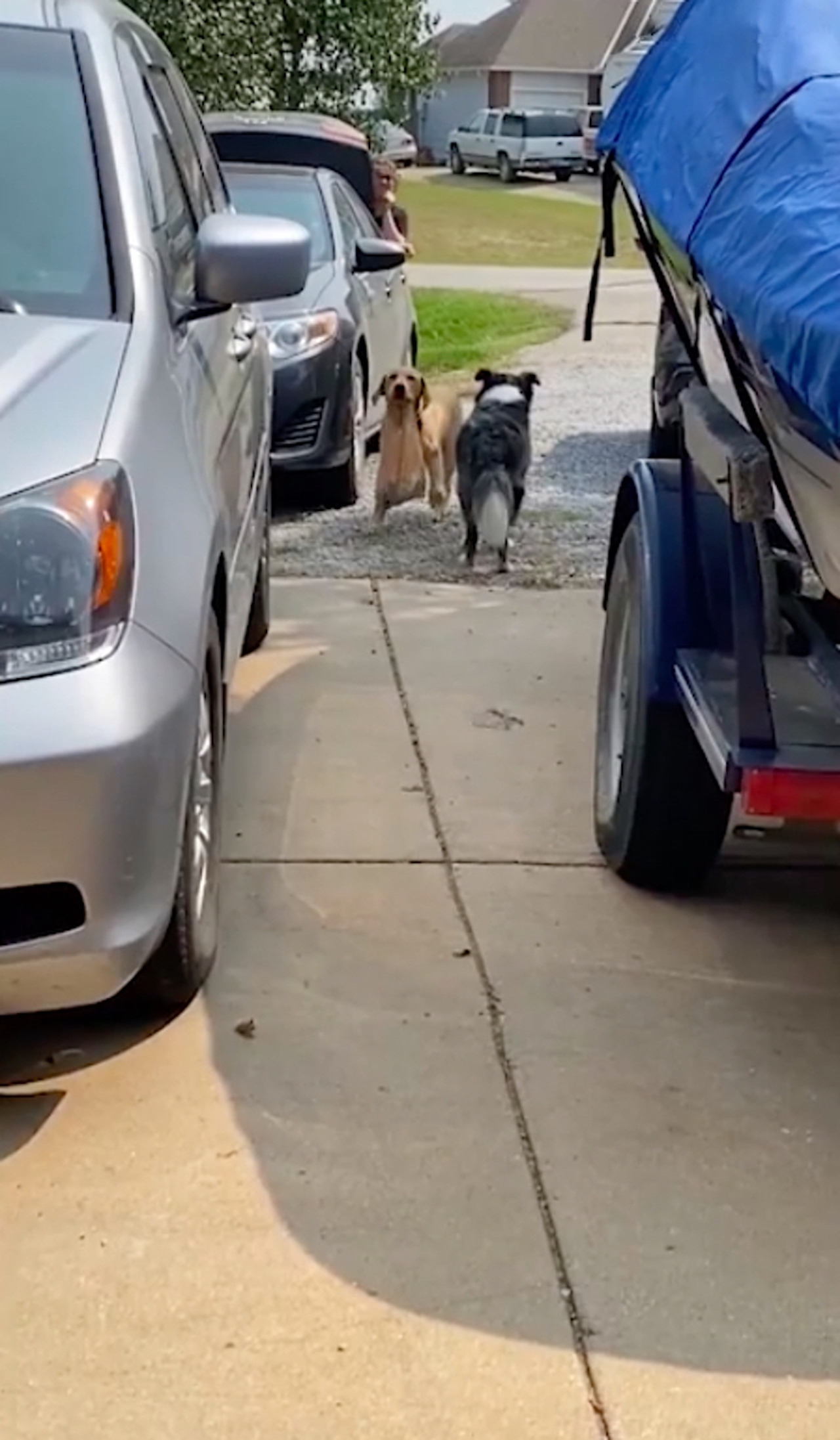 labrador e border collie