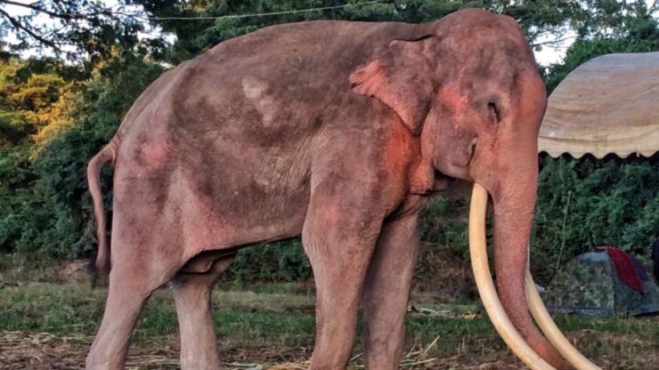 Lavori di intrattenimento forzati per un elefante