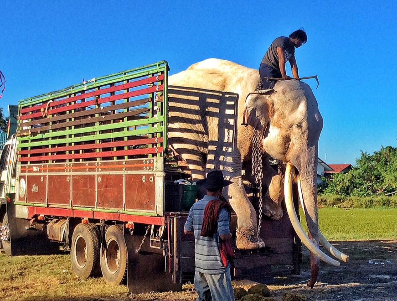 Lavori di intrattenimento forzati per un elefante