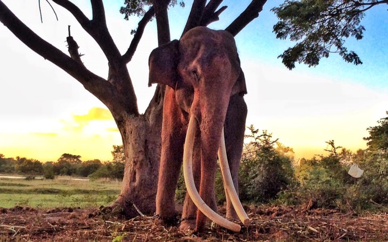 Lavori di intrattenimento forzati per un elefante