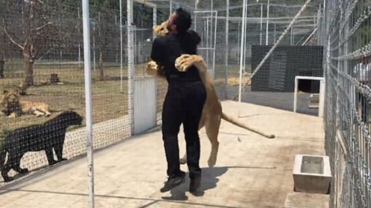 Leonessa incontra l'uomo che l'ha salvata, si lasciano andare in un lungo abbraccio