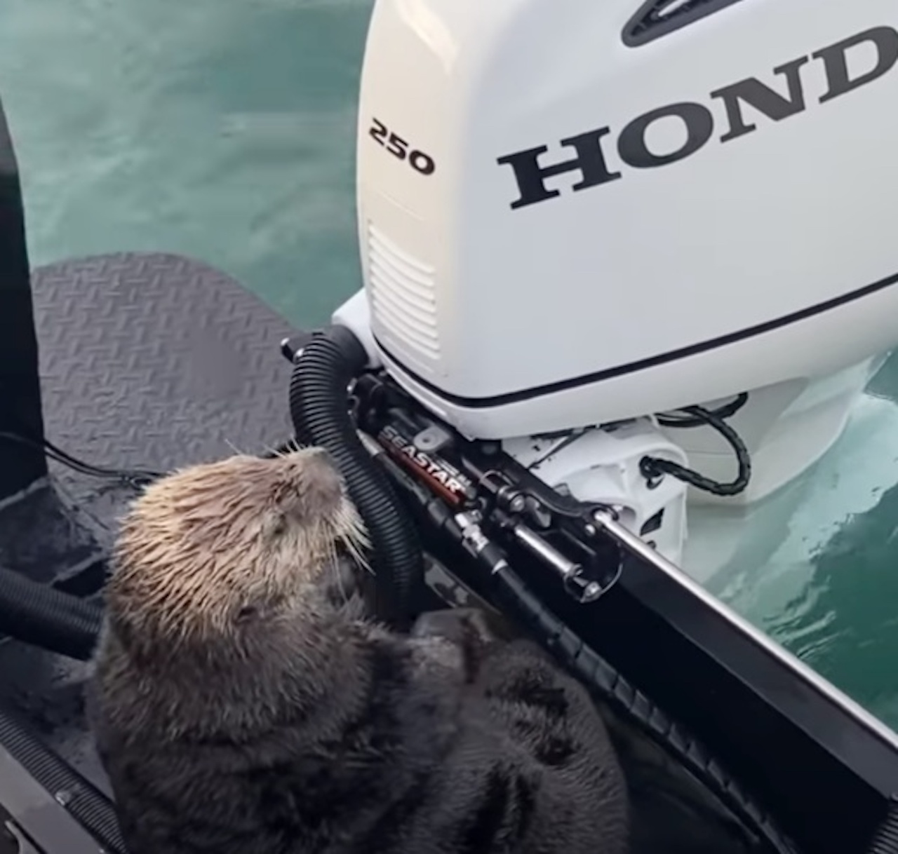 Lontra trova rifugio su una barca