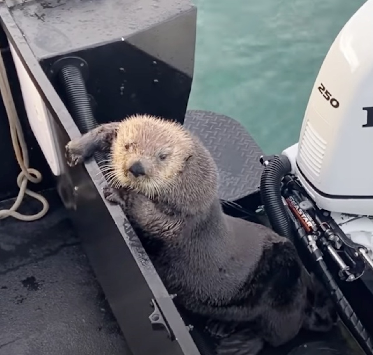 Lontra sulla barca