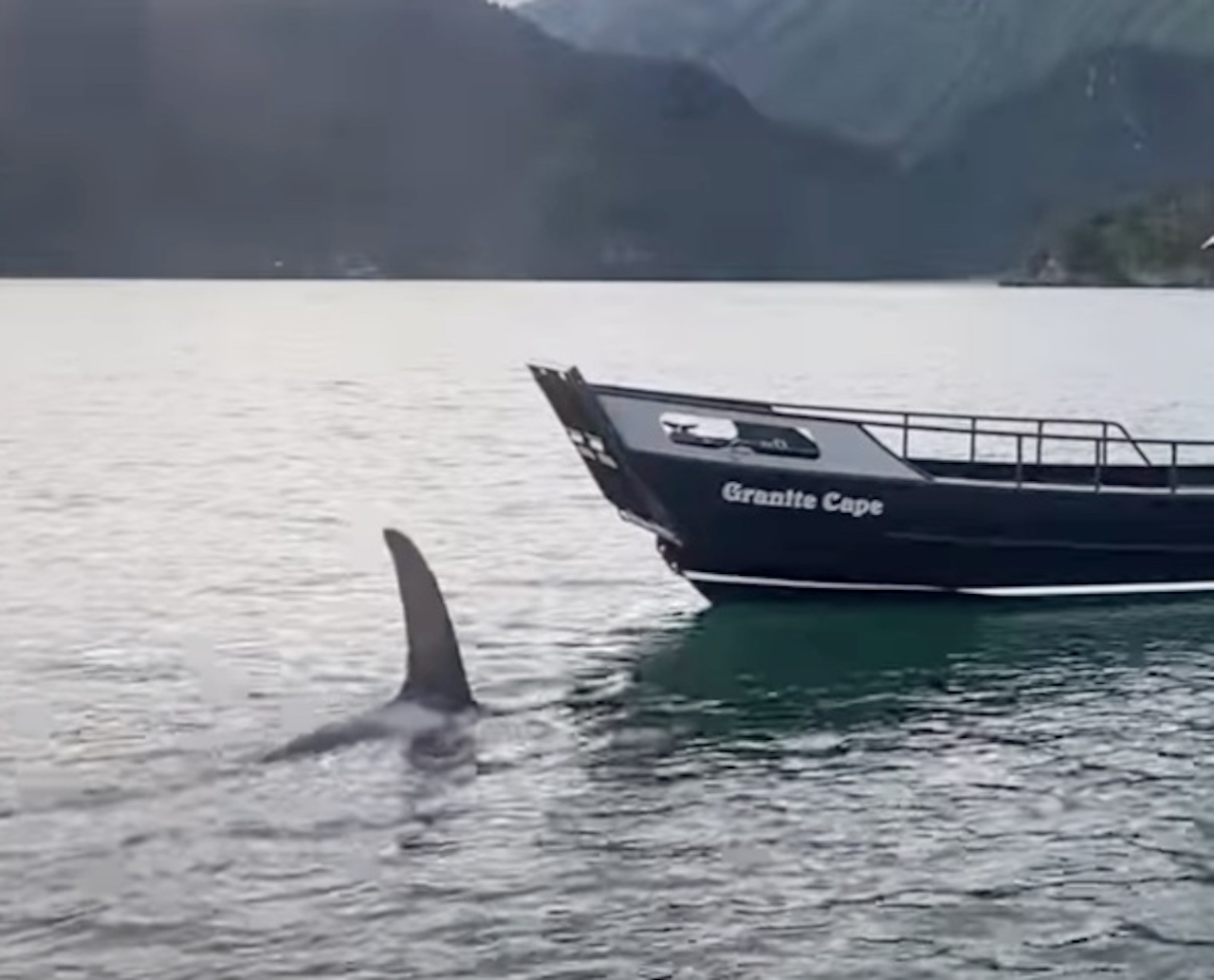 Orca circonda barca