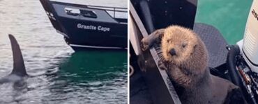 Lontra si mette in salvo da un'orca salendo su una barca