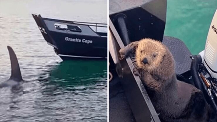 Lontra si mette in salvo da un'orca salendo su una barca