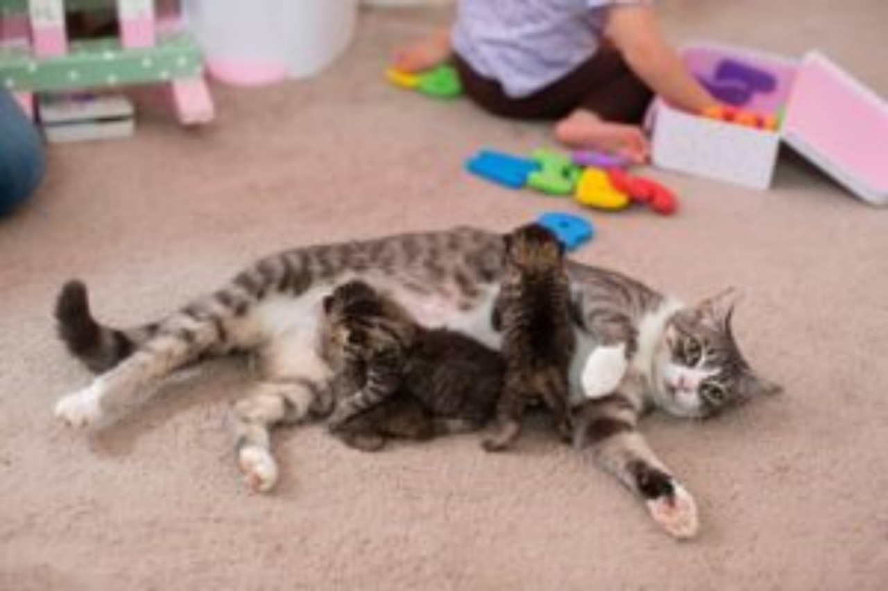 Mamma gatta adotta tre gattini orfani