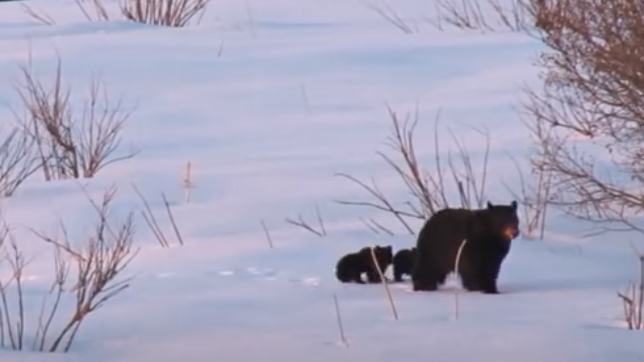 Mamma orso chiede aiuto ai pescatori per salvare i suoi cuccioli