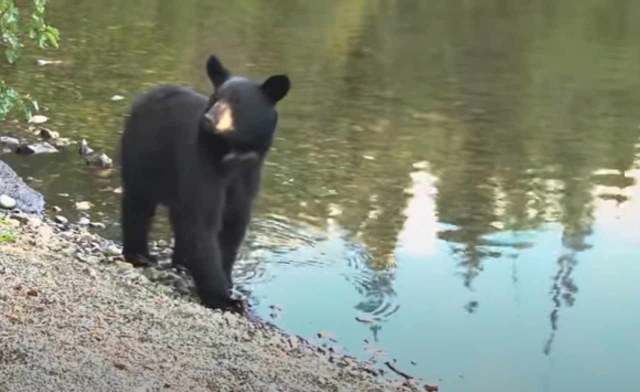 Mamma orso chiede aiuto ai pescatori per salvare i suoi cuccioli