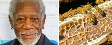 Morgan Freeman si preoccupa delle api