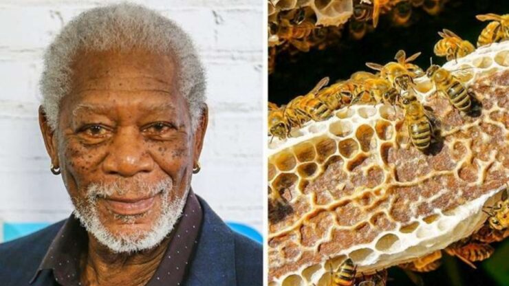 Morgan Freeman si preoccupa delle api