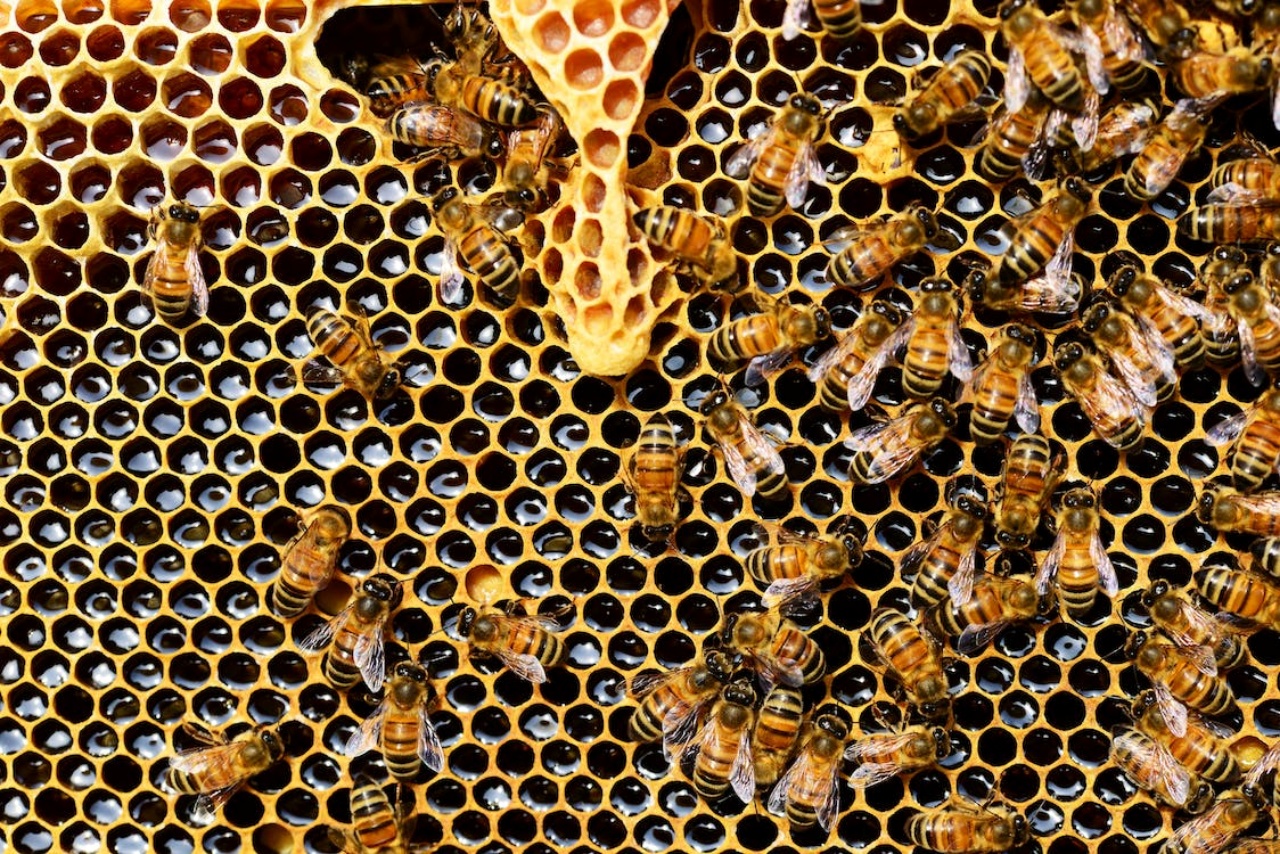 Morgan Freeman si preoccupa delle api