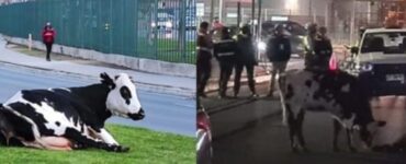 Mucca incinta partorisce in strada