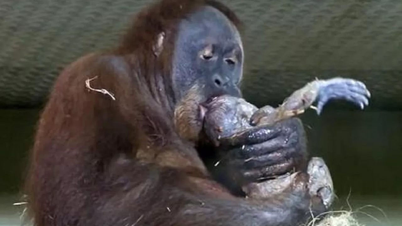 Orangotango tiene in braccia cucciolo