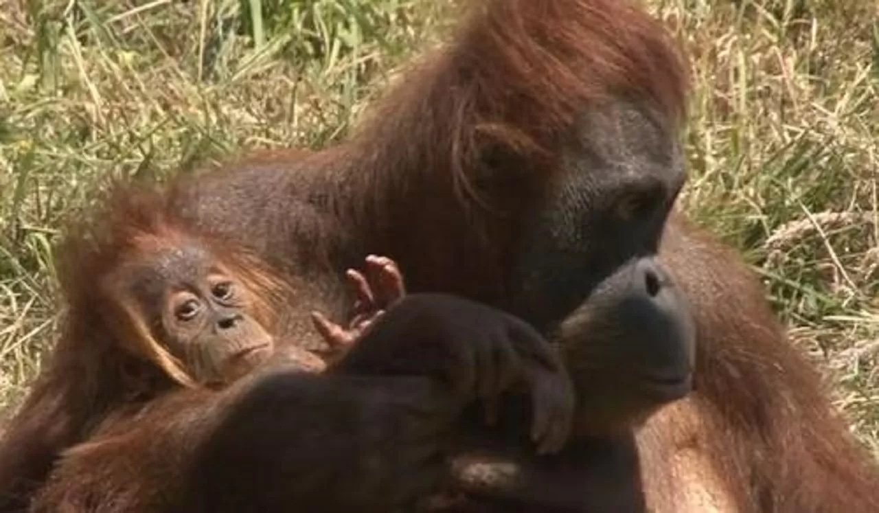 Orangotango con il suo cucciolo