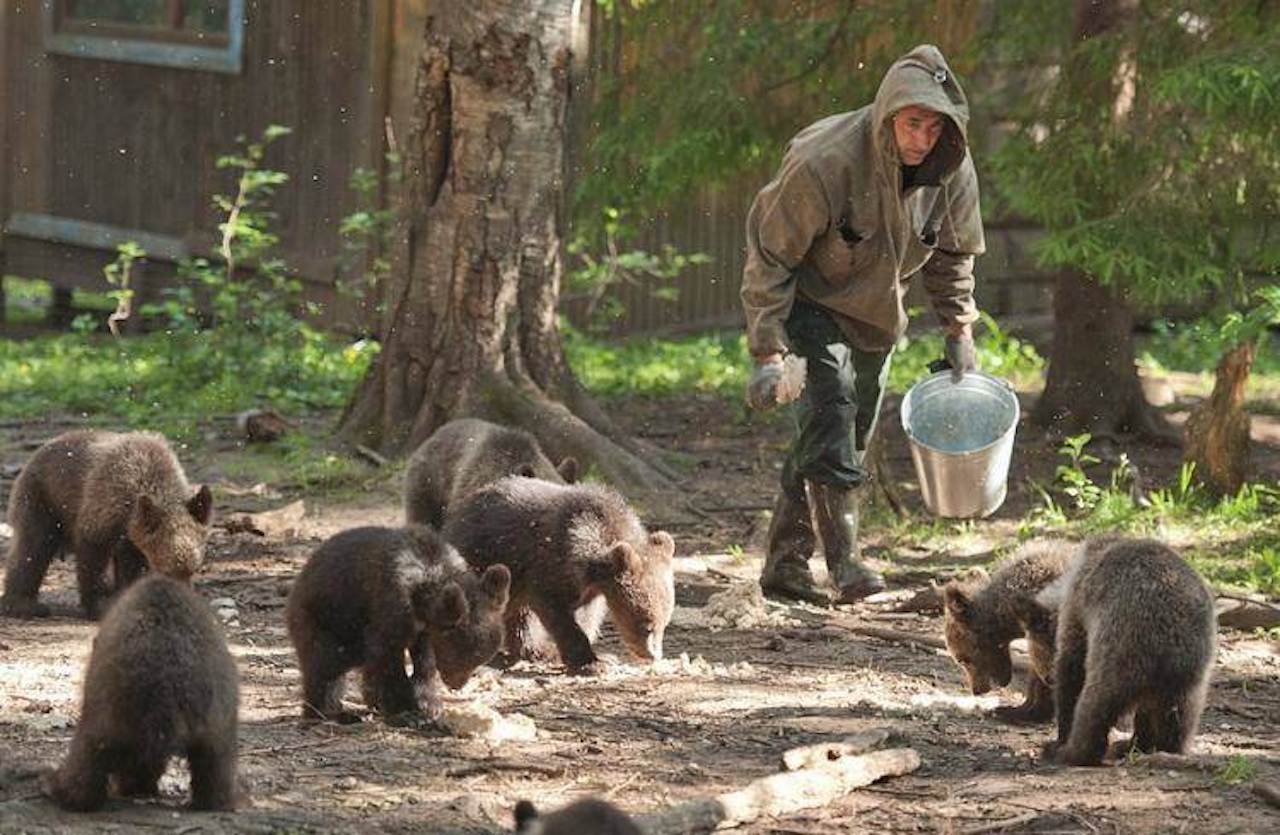 Uomo porta cibo ai piccoli di orso bruno