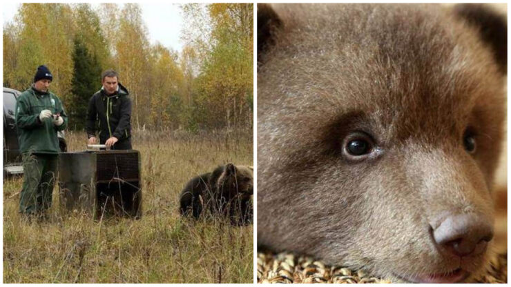 Famiglia aiuta cuccioli di orso bruno