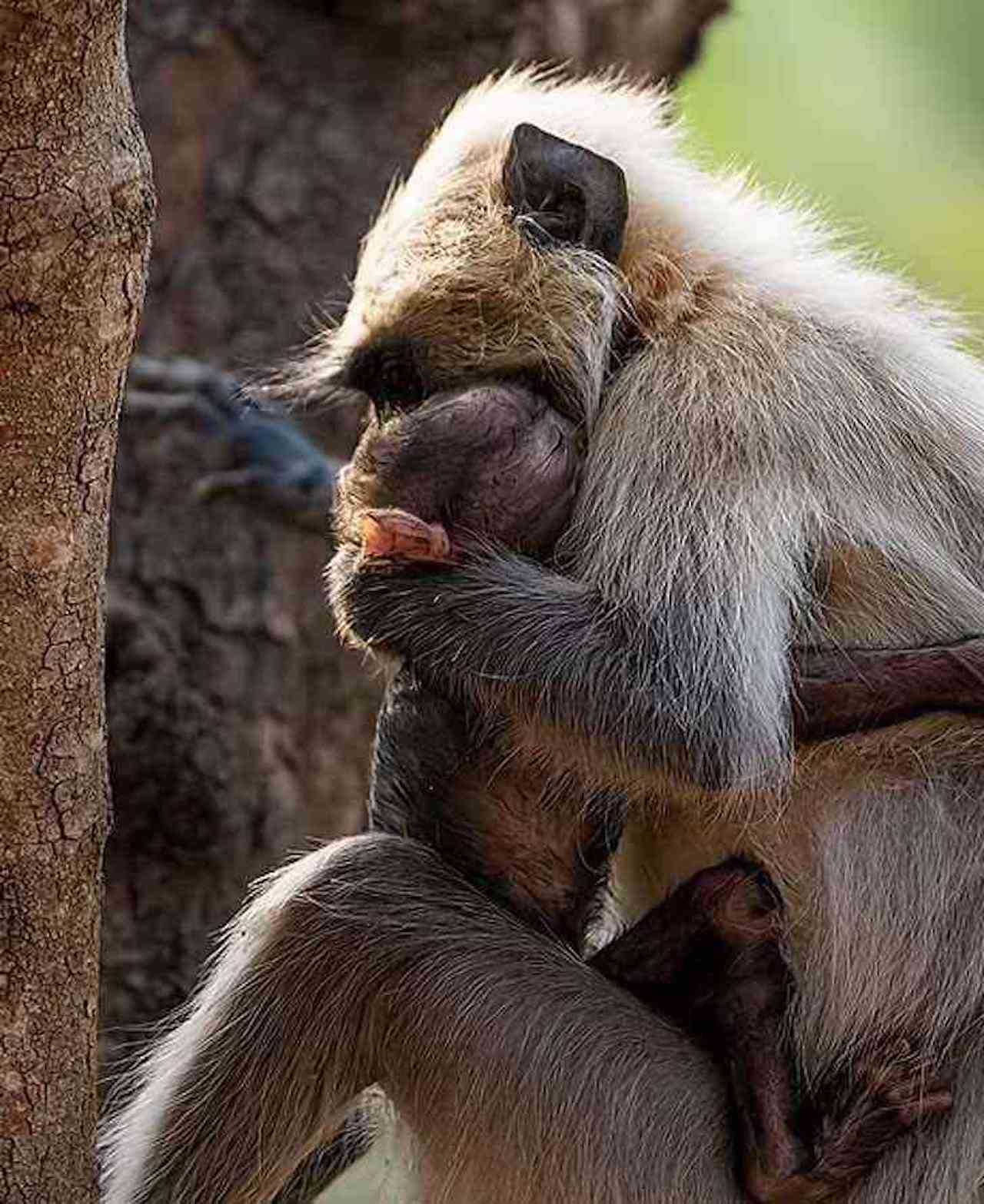 Lanur grigio stringe il suo cucciolo