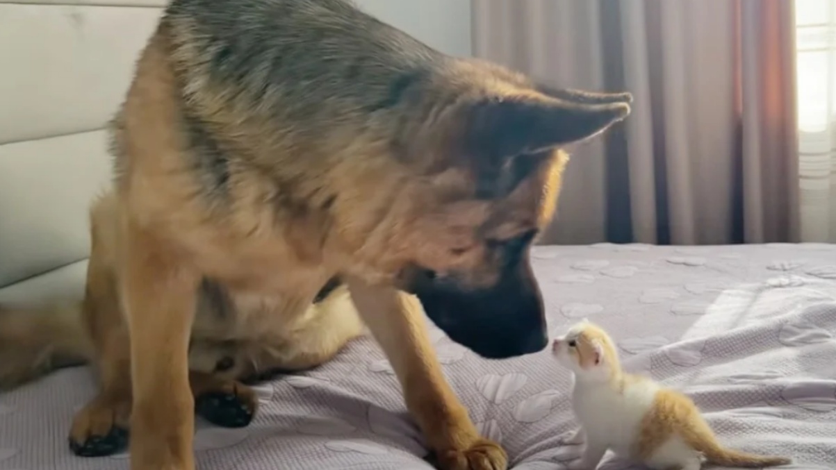 Pastore Tedesco che interagisce con un gattino per la prima volta