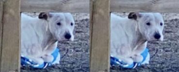 Pitbull abbandonato si strige forte ad un asciugamano per riscaldarsi