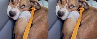 Pitbull malinconico salvato da poliziotto