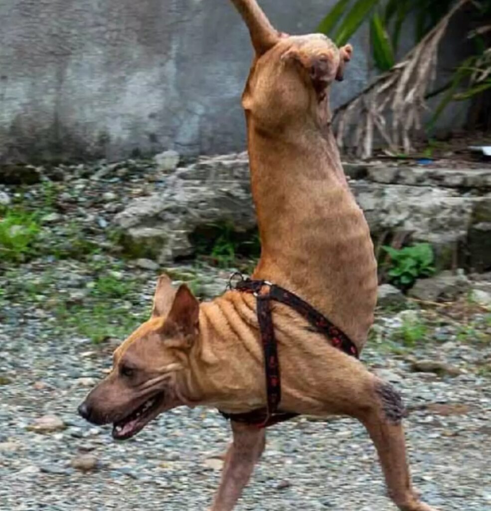 cane senza zampe posteriori