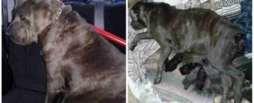 Cane prima e dopo